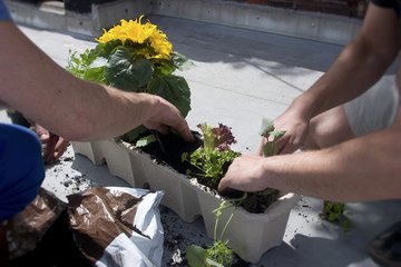 Garden on the balcony