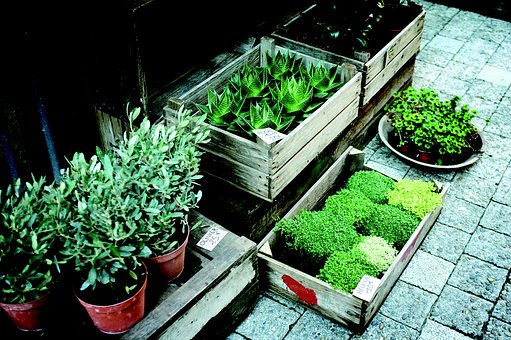 Succulents in the winter garden