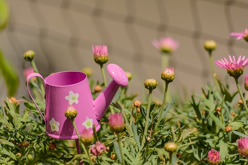 May in the garden