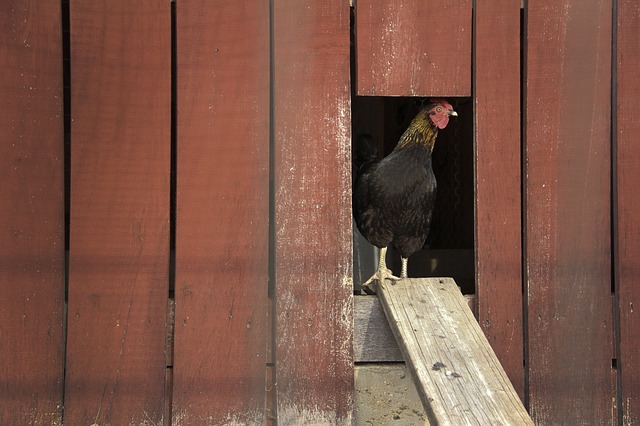 How to build a chicken coop