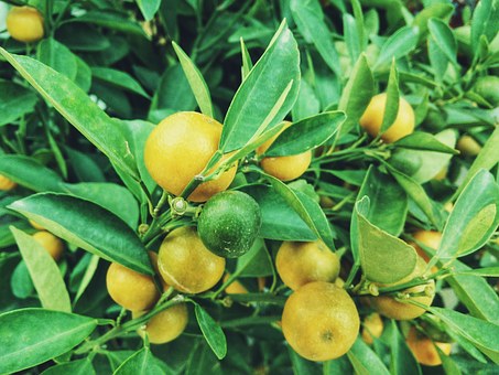 Citrus at home in a pot?