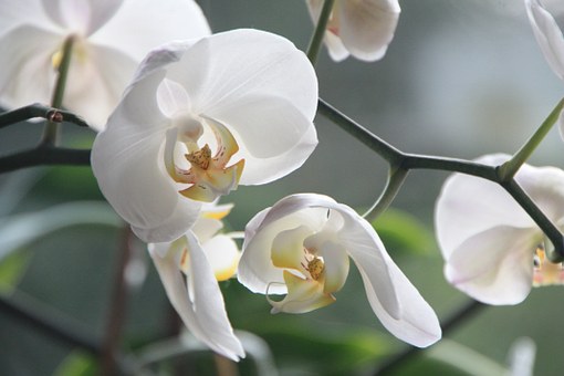 Growing epiphytic plants in the winter garden