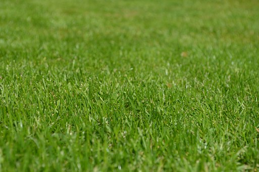 Spring Lawn Lawn