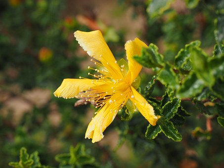 St. John's Wort, a herb full of magic