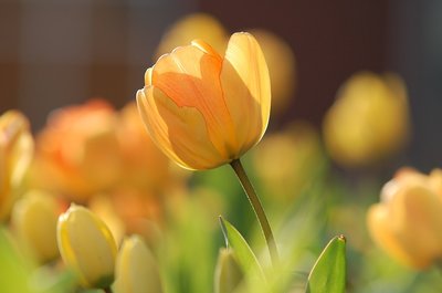 Spring in the garden