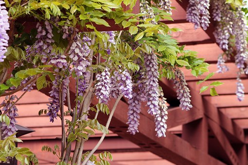 Climbing plants in pergolas